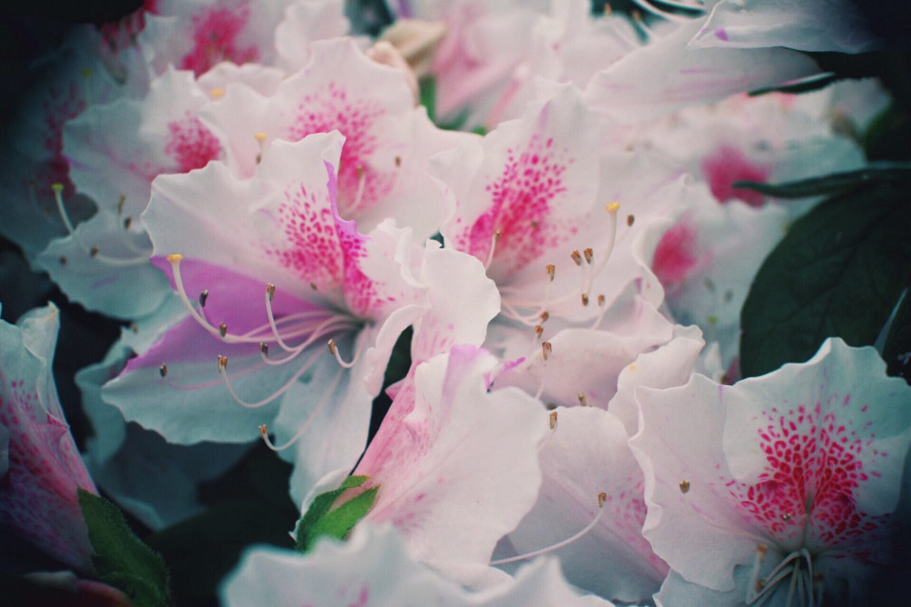 f:id:si_ku:20150501015609j:image f:id:si_ku:20150501015609j:image