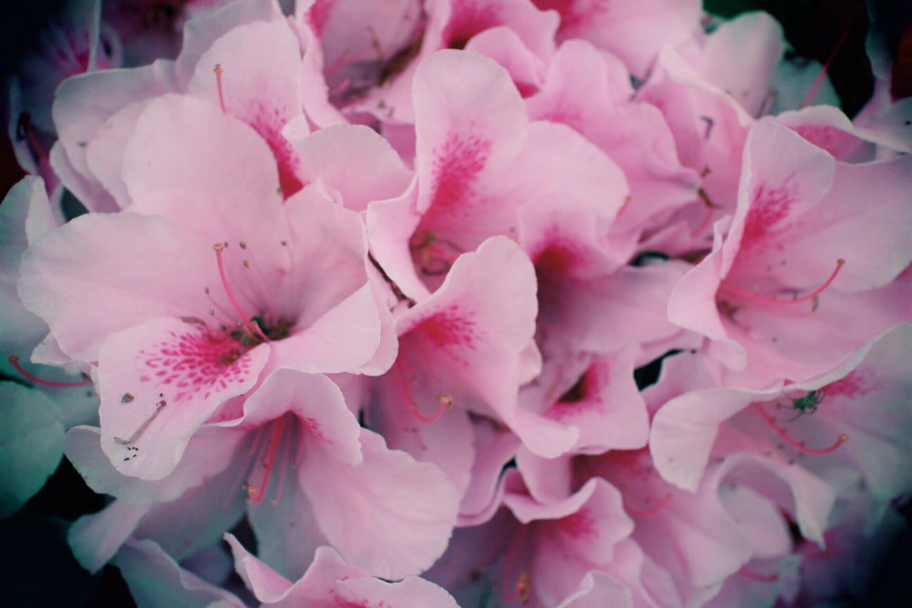 f:id:si_ku:20150501015621j:image f:id:si_ku:20150501015621j:image