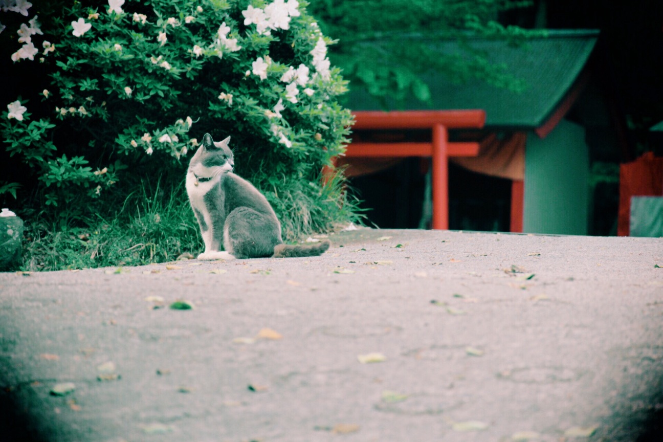 f:id:si_ku:20150504223232j:image f:id:si_ku:20150504223232j:image