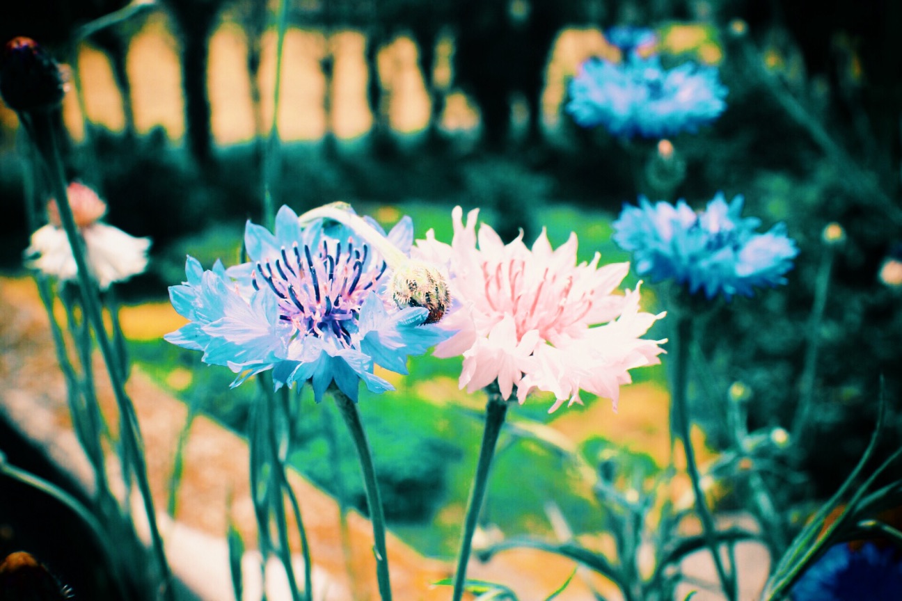 f:id:si_ku:20150504224022j:image f:id:si_ku:20150504224022j:image