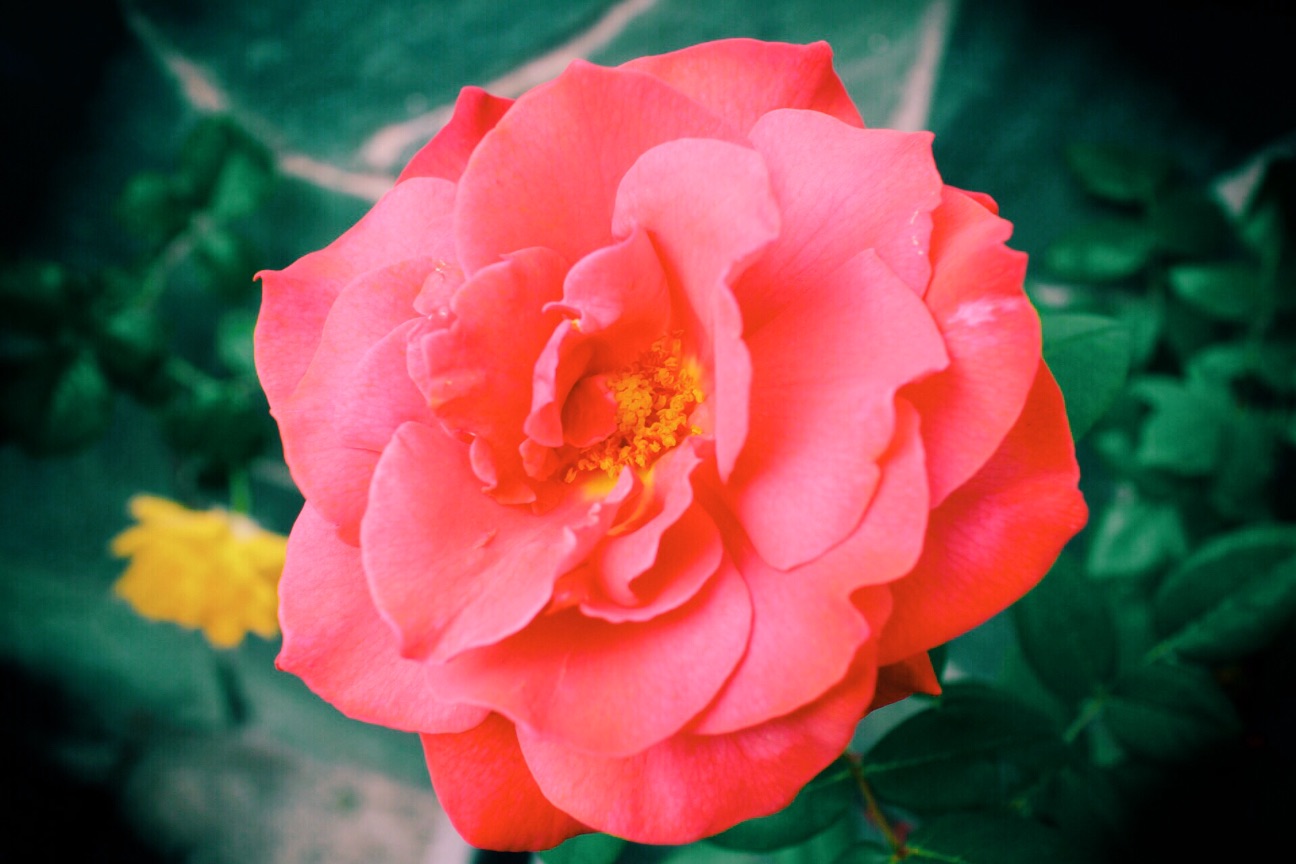 f:id:si_ku:20150504225219j:image f:id:si_ku:20150504225219j:image