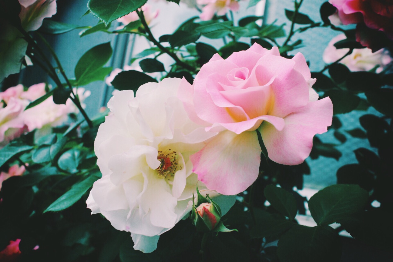 f:id:si_ku:20150504225235j:image f:id:si_ku:20150504225235j:image