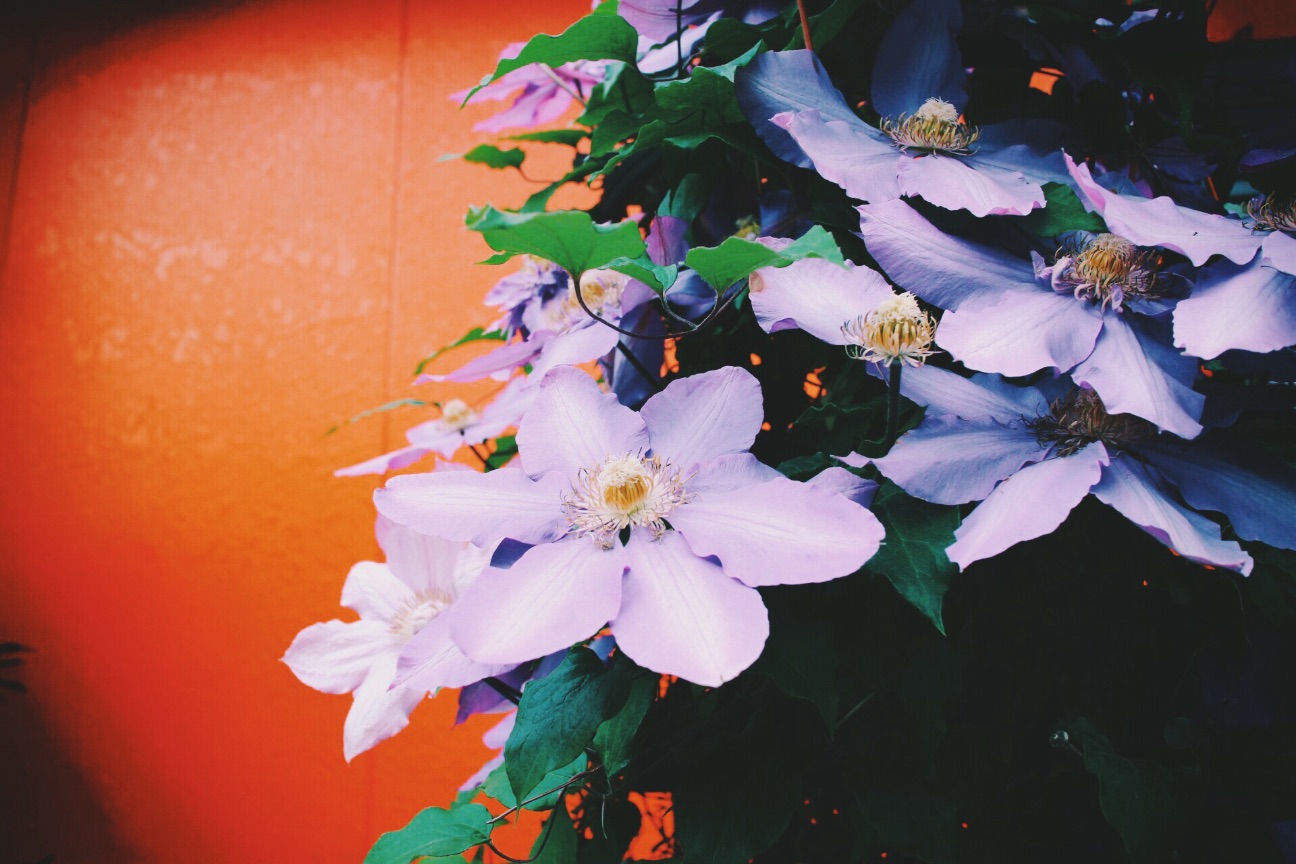f:id:si_ku:20150508002606j:image f:id:si_ku:20150508002606j:image