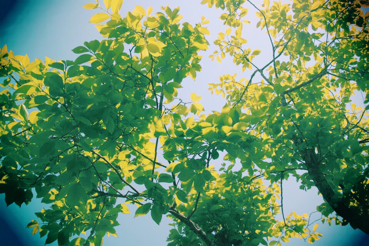 f:id:si_ku:20150510231742j:image f:id:si_ku:20150510231742j:image