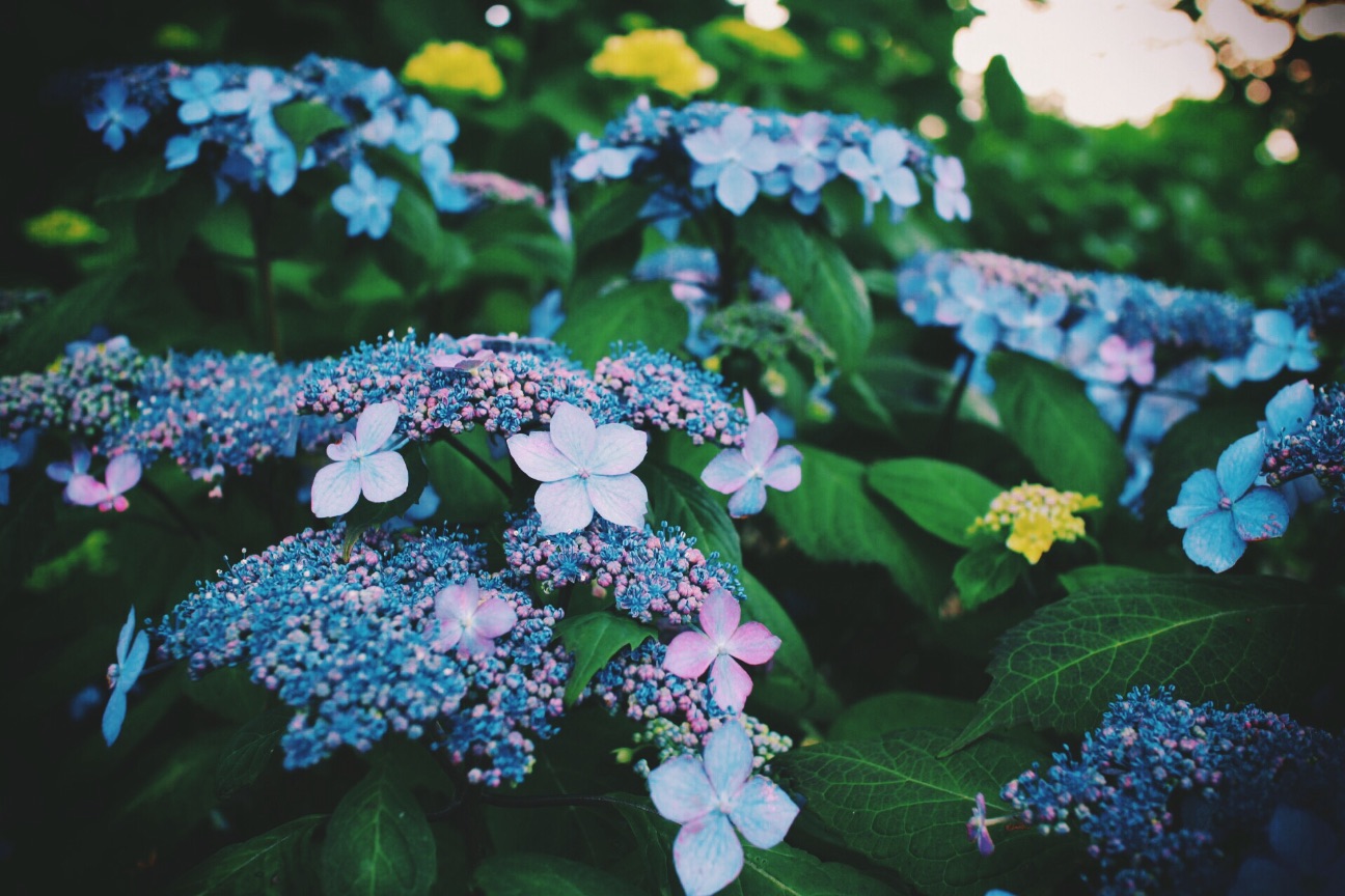 f:id:si_ku:20150520014509j:image f:id:si_ku:20150520014509j:image