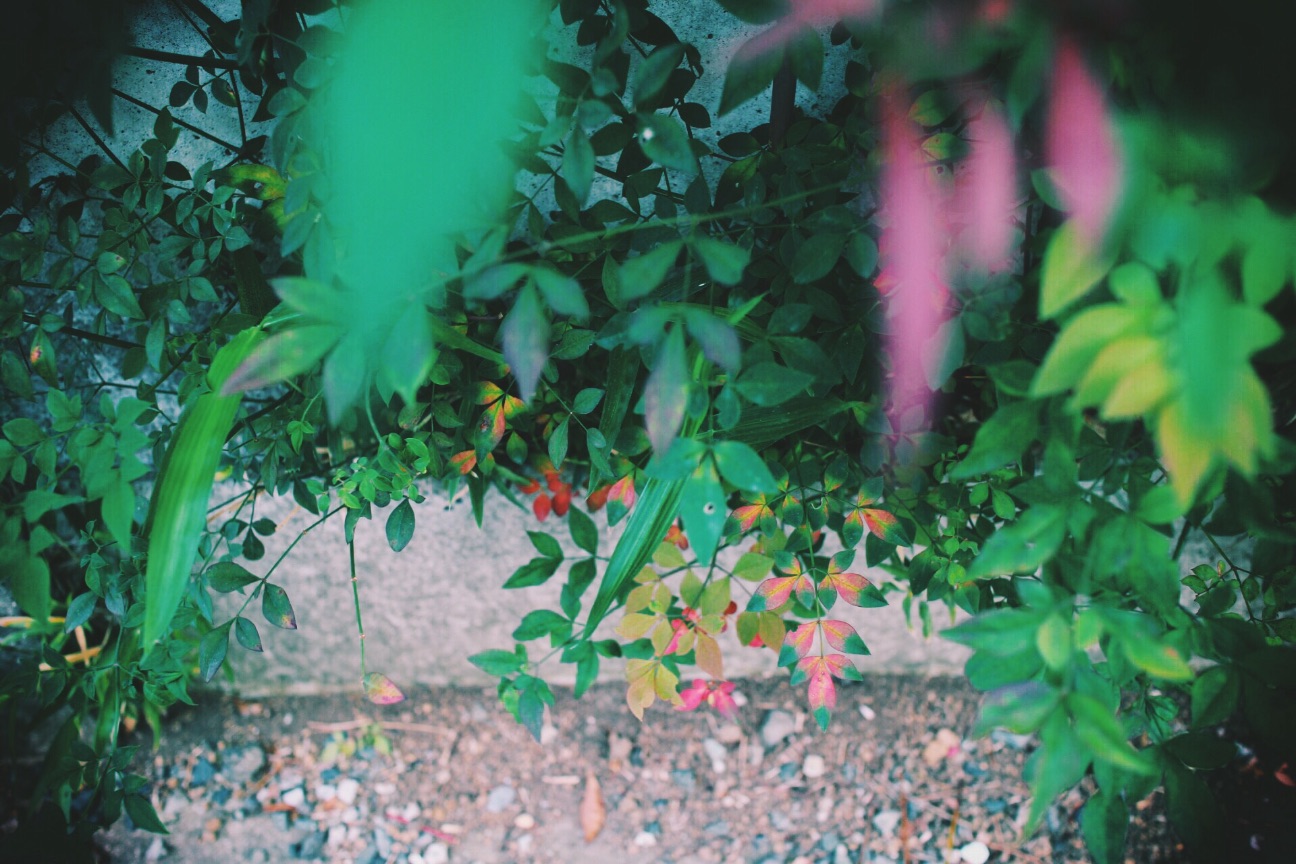 f:id:si_ku:20150523010703j:image f:id:si_ku:20150523010703j:image