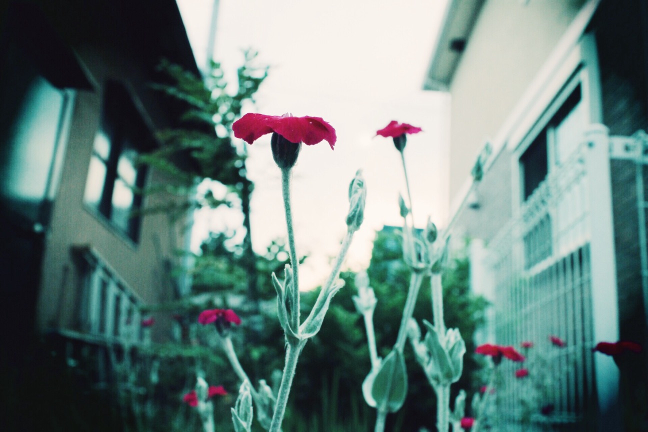 f:id:si_ku:20150523010720j:image f:id:si_ku:20150523010720j:image