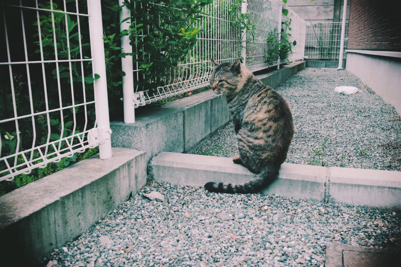 f:id:si_ku:20150523010849j:image f:id:si_ku:20150523010849j:image