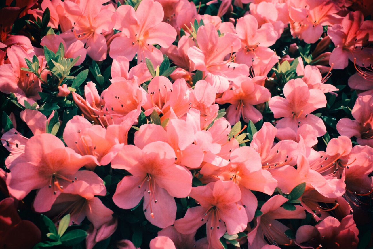 f:id:si_ku:20150526234601j:image f:id:si_ku:20150526234601j:image