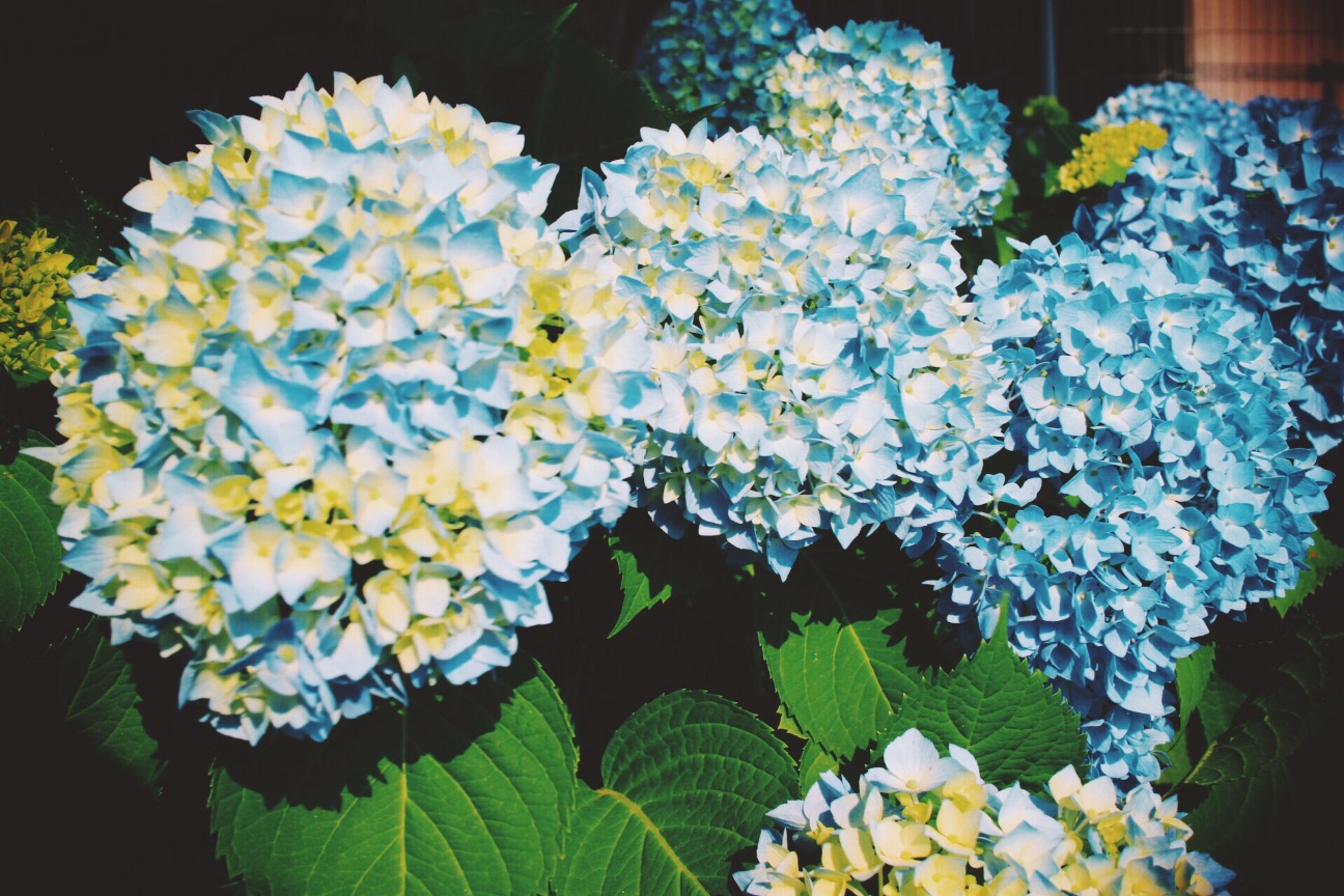 f:id:si_ku:20150526234702j:image f:id:si_ku:20150526234702j:image