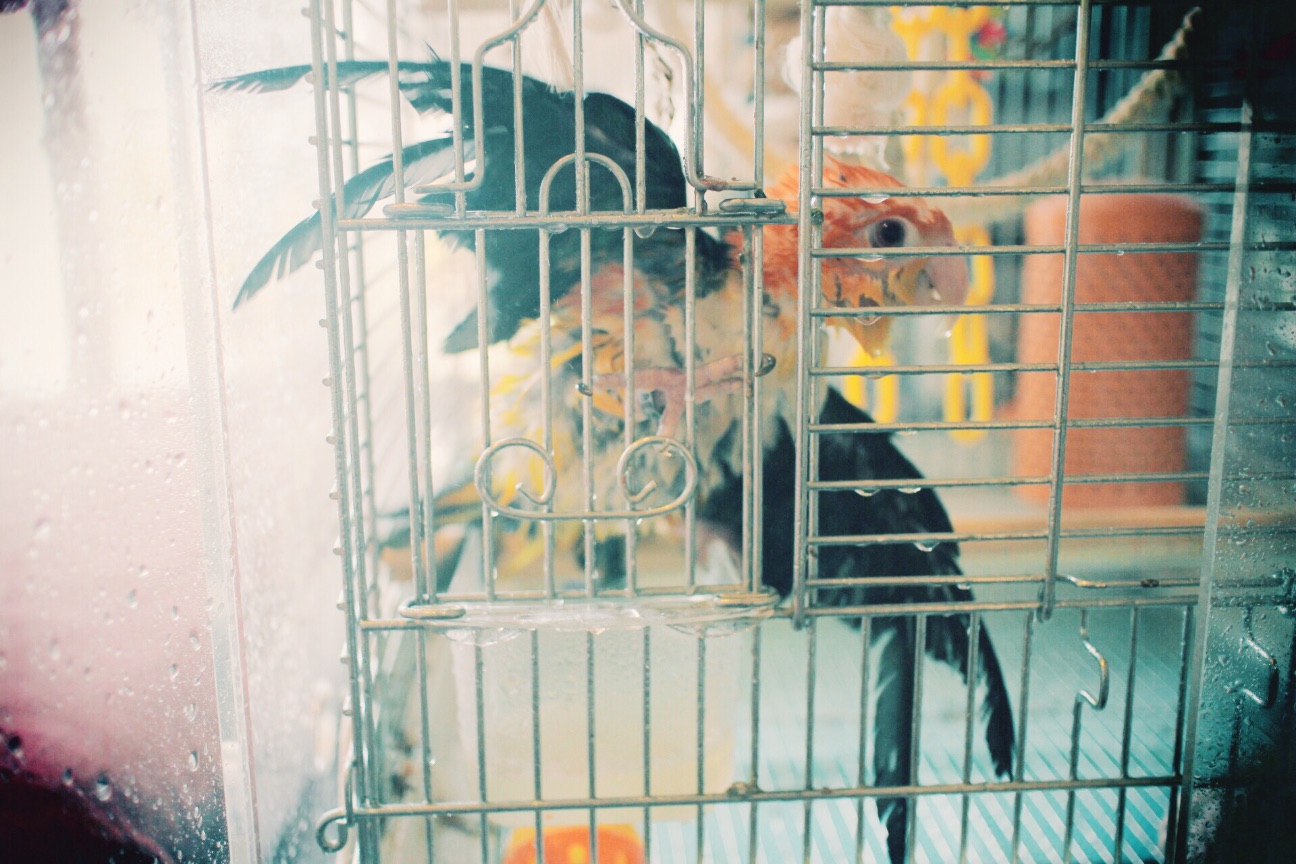 f:id:si_ku:20150527002008j:image f:id:si_ku:20150527002008j:image