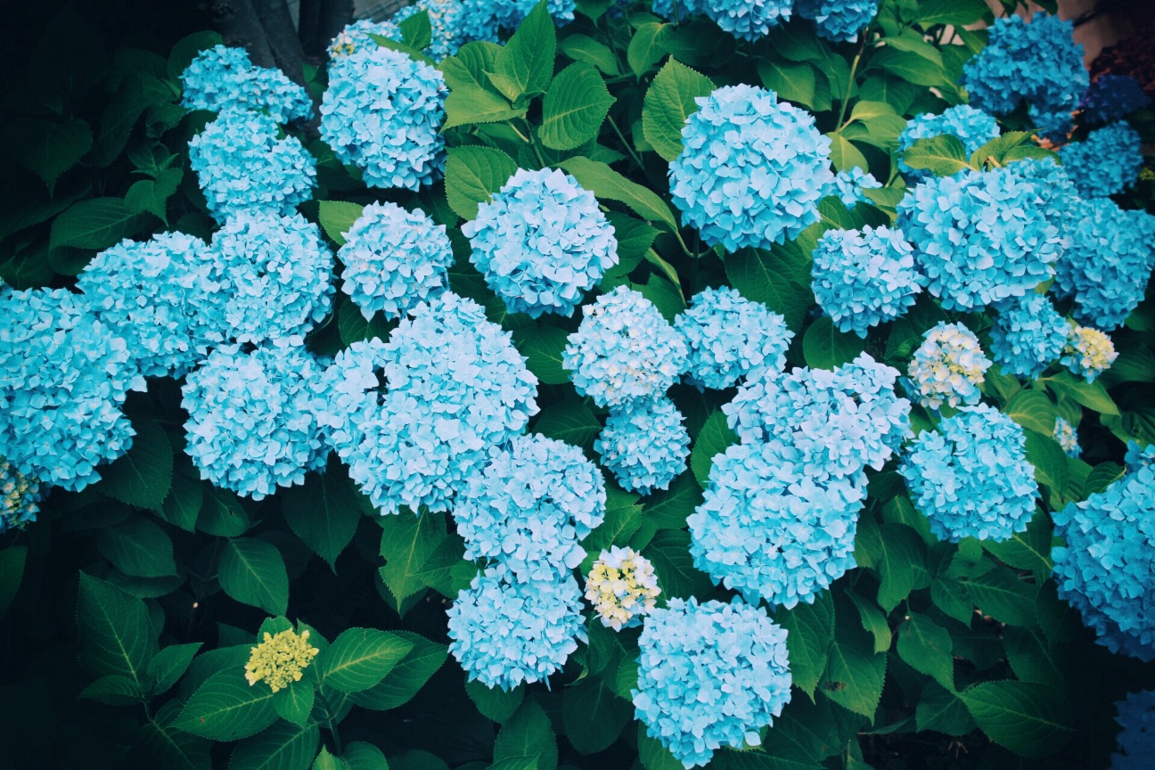 f:id:si_ku:20150602210144j:image f:id:si_ku:20150602210144j:image