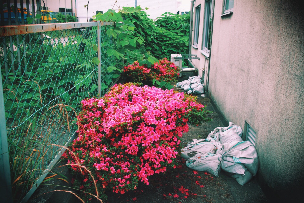 f:id:si_ku:20150602213715j:image f:id:si_ku:20150602213715j:image