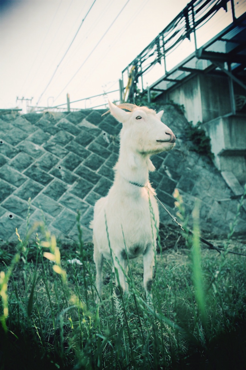 f:id:si_ku:20150605120804j:image f:id:si_ku:20150605120804j:image