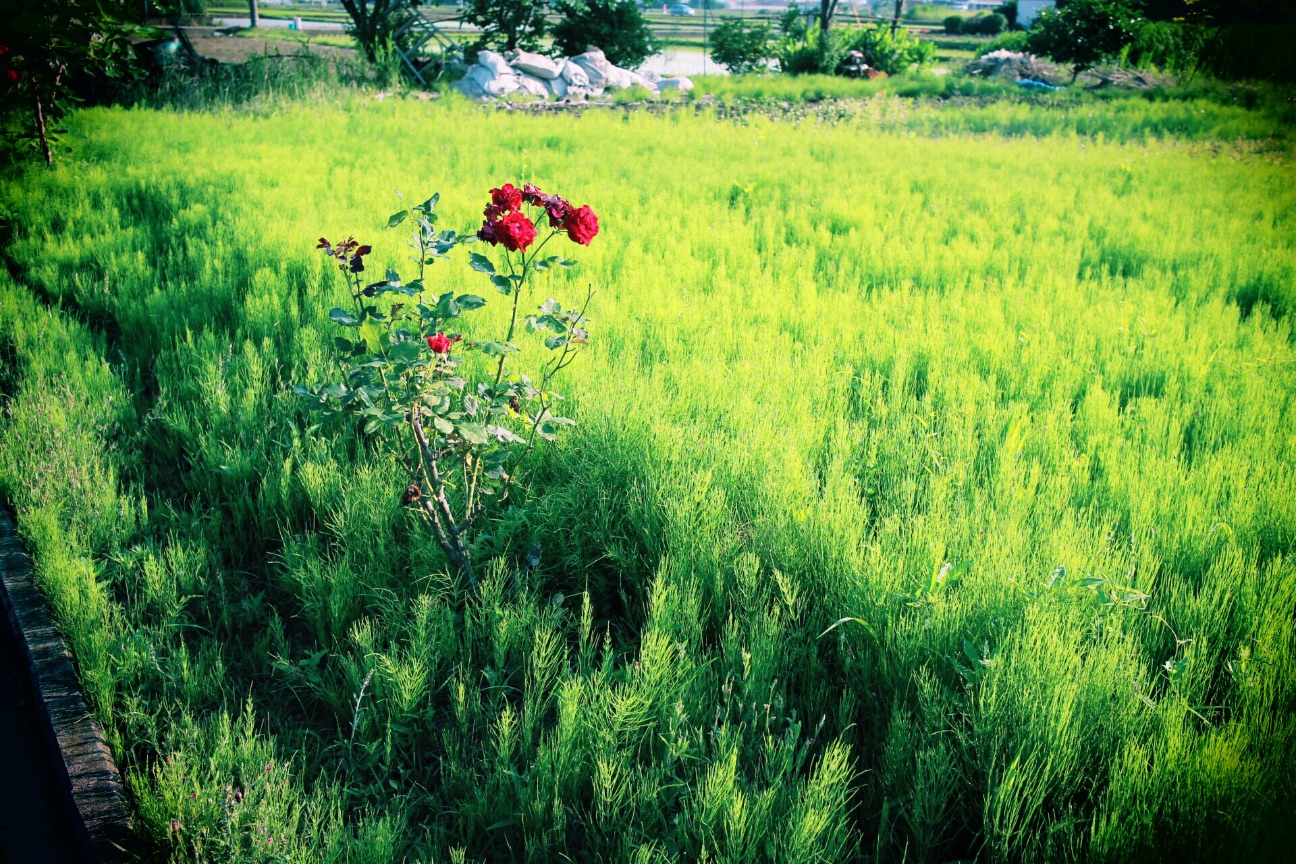 f:id:si_ku:20150605121057j:image f:id:si_ku:20150605121057j:image