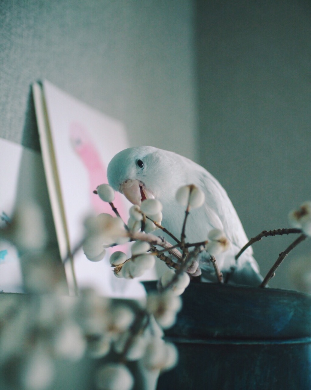 f:id:si_ku:20150608093502j:image f:id:si_ku:20150608093502j:image