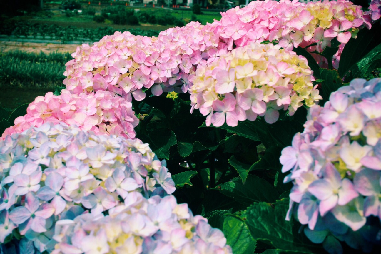 f:id:si_ku:20150608224202j:image f:id:si_ku:20150608224202j:image