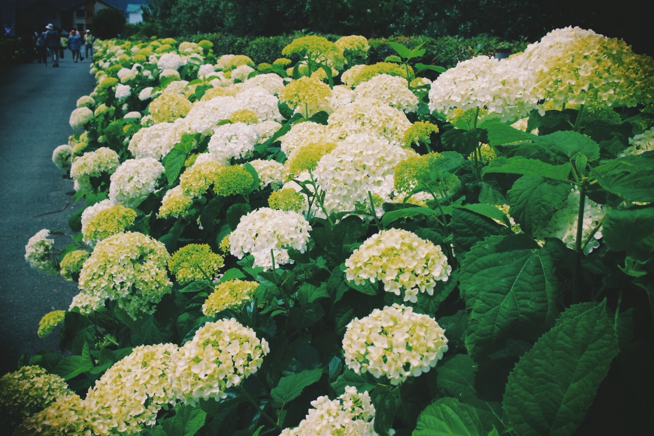 f:id:si_ku:20150608230031j:image f:id:si_ku:20150608230031j:image