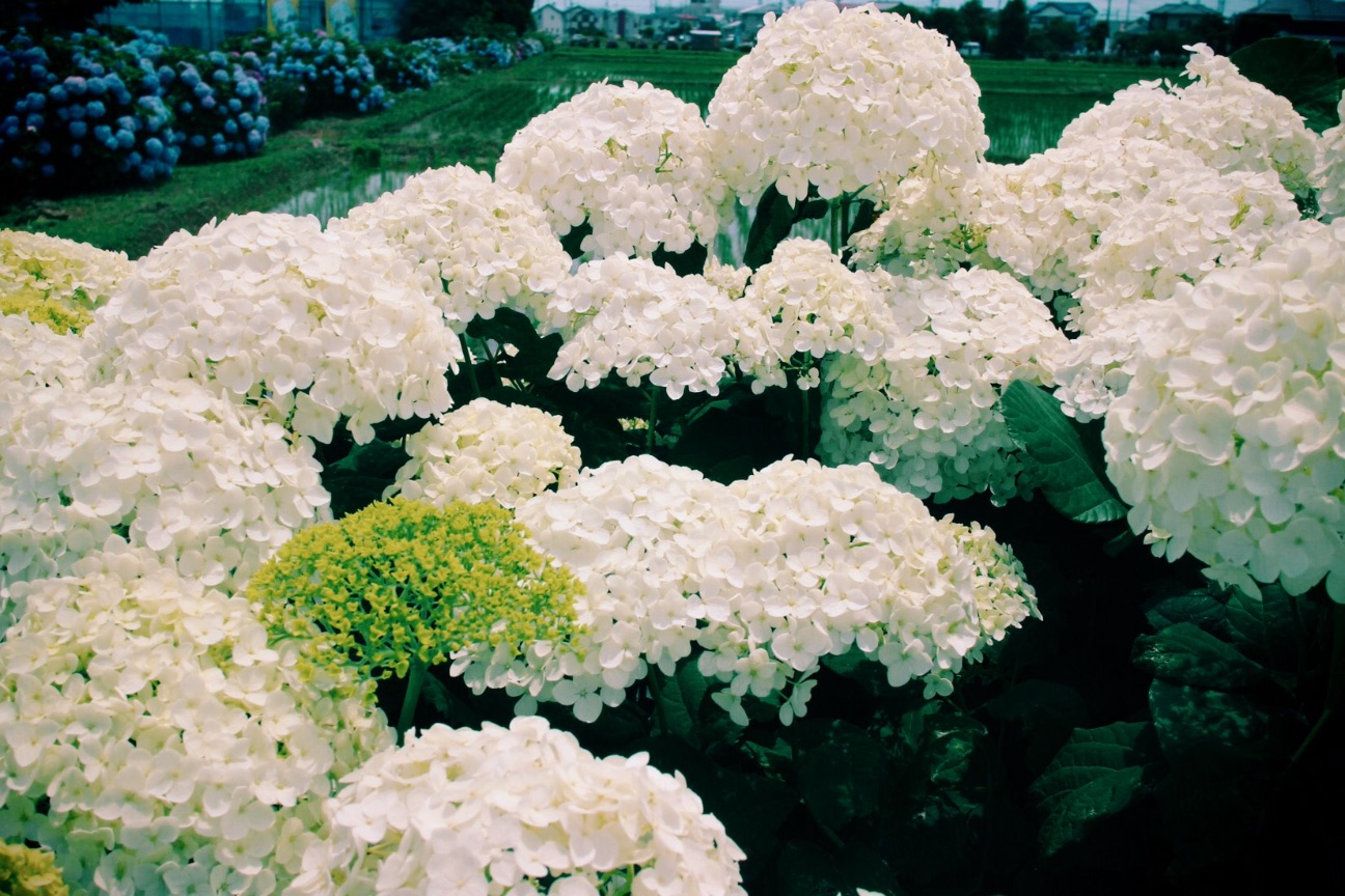f:id:si_ku:20150608230058j:image f:id:si_ku:20150608230058j:image