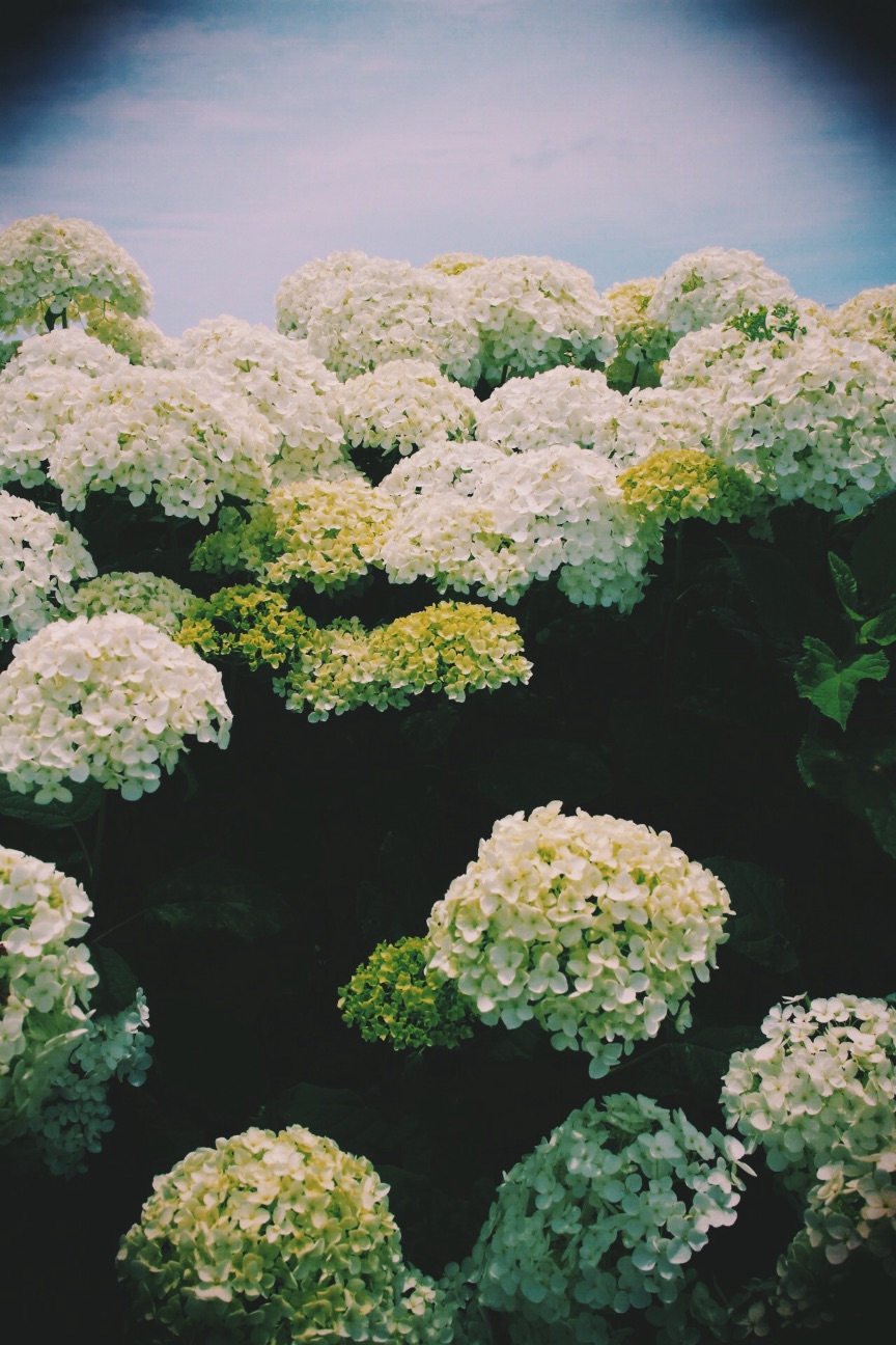 f:id:si_ku:20150608230114j:image f:id:si_ku:20150608230114j:image