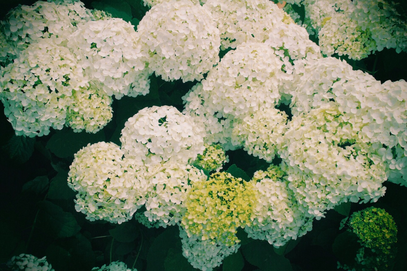 f:id:si_ku:20150608230151j:image f:id:si_ku:20150608230151j:image