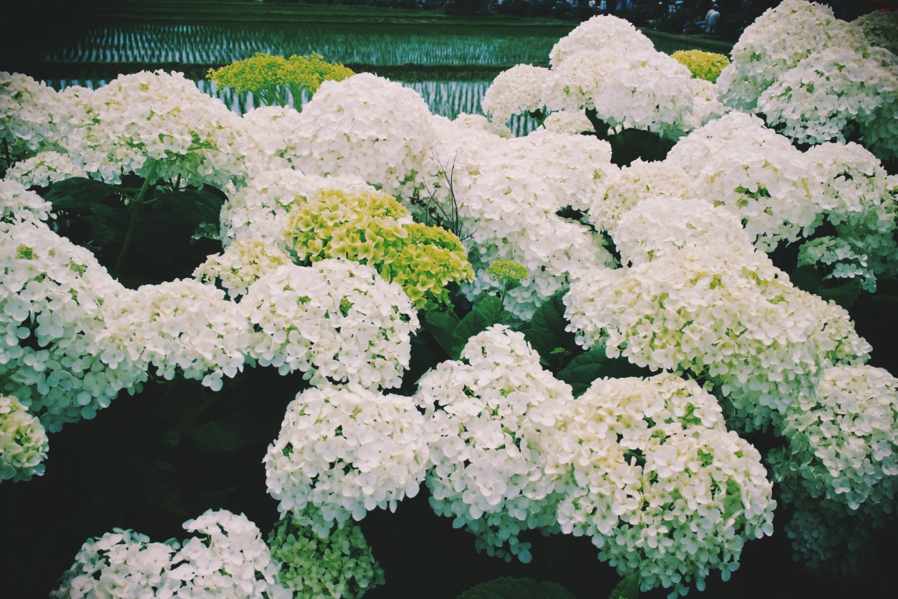 f:id:si_ku:20150608230209j:image f:id:si_ku:20150608230209j:image