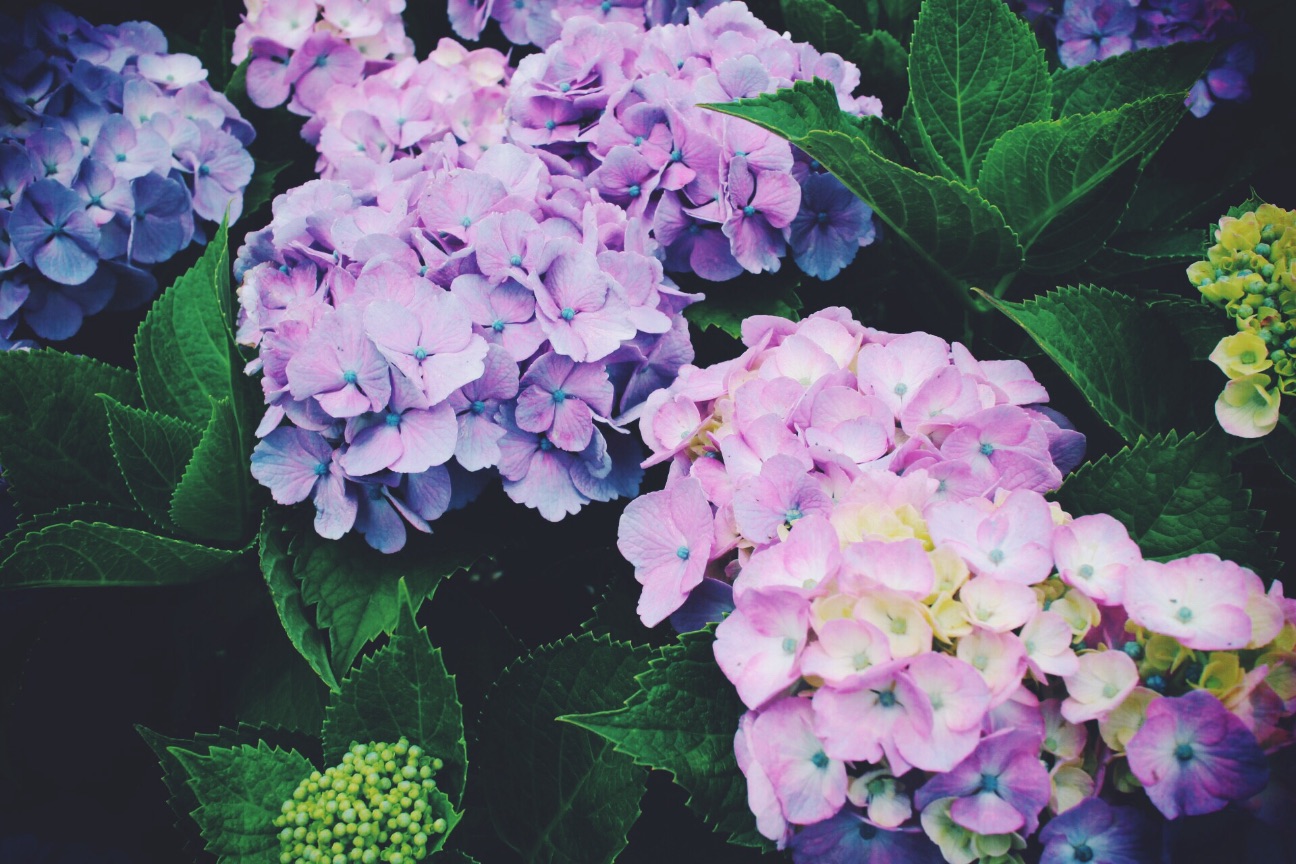 f:id:si_ku:20150608230527j:image f:id:si_ku:20150608230527j:image