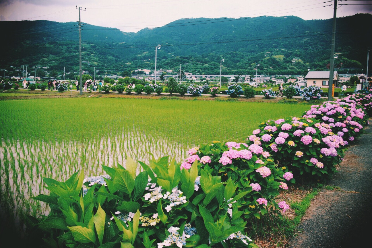 f:id:si_ku:20150608230625j:image f:id:si_ku:20150608230625j:image