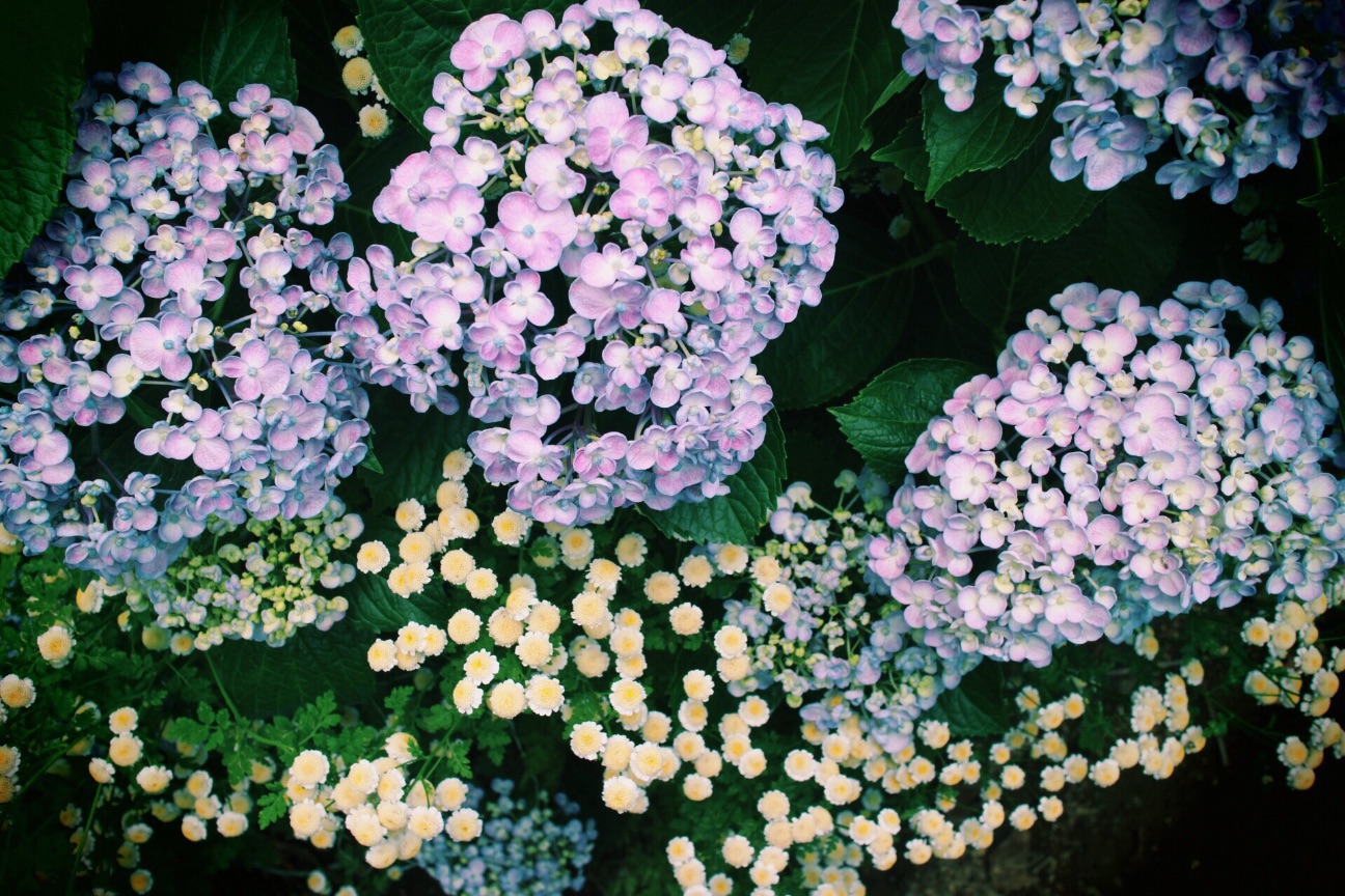 f:id:si_ku:20150608230709j:image f:id:si_ku:20150608230709j:image