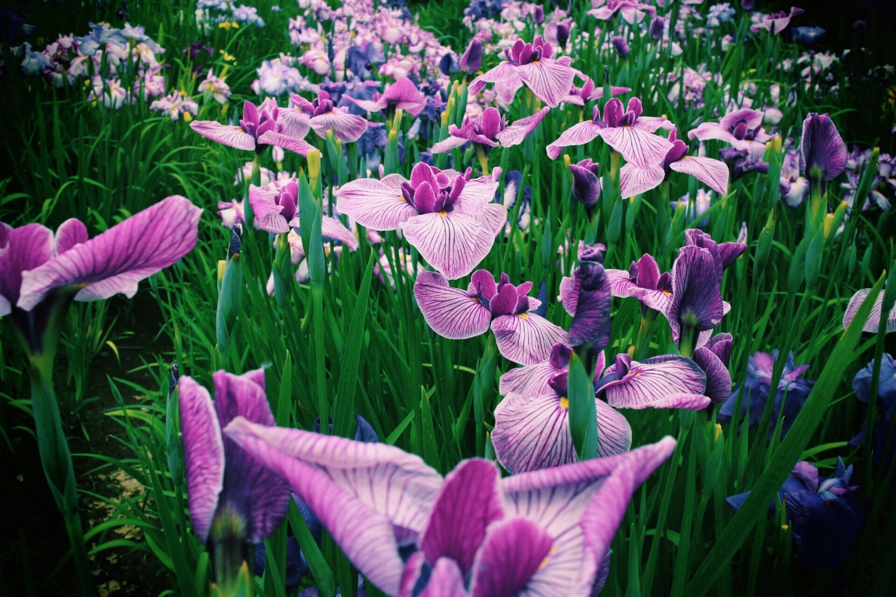 f:id:si_ku:20150608230810j:image f:id:si_ku:20150608230810j:image