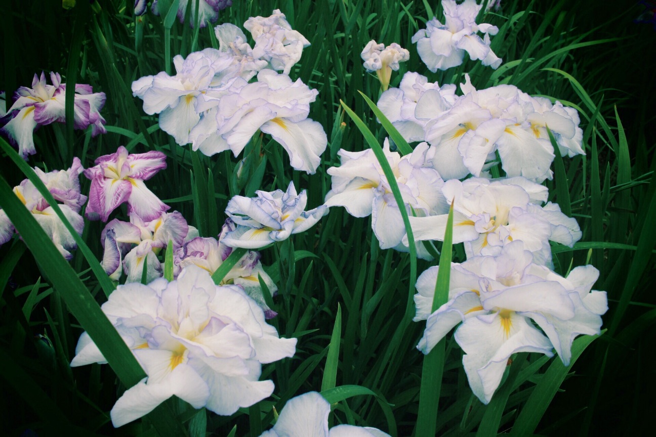 f:id:si_ku:20150608230831j:image f:id:si_ku:20150608230831j:image