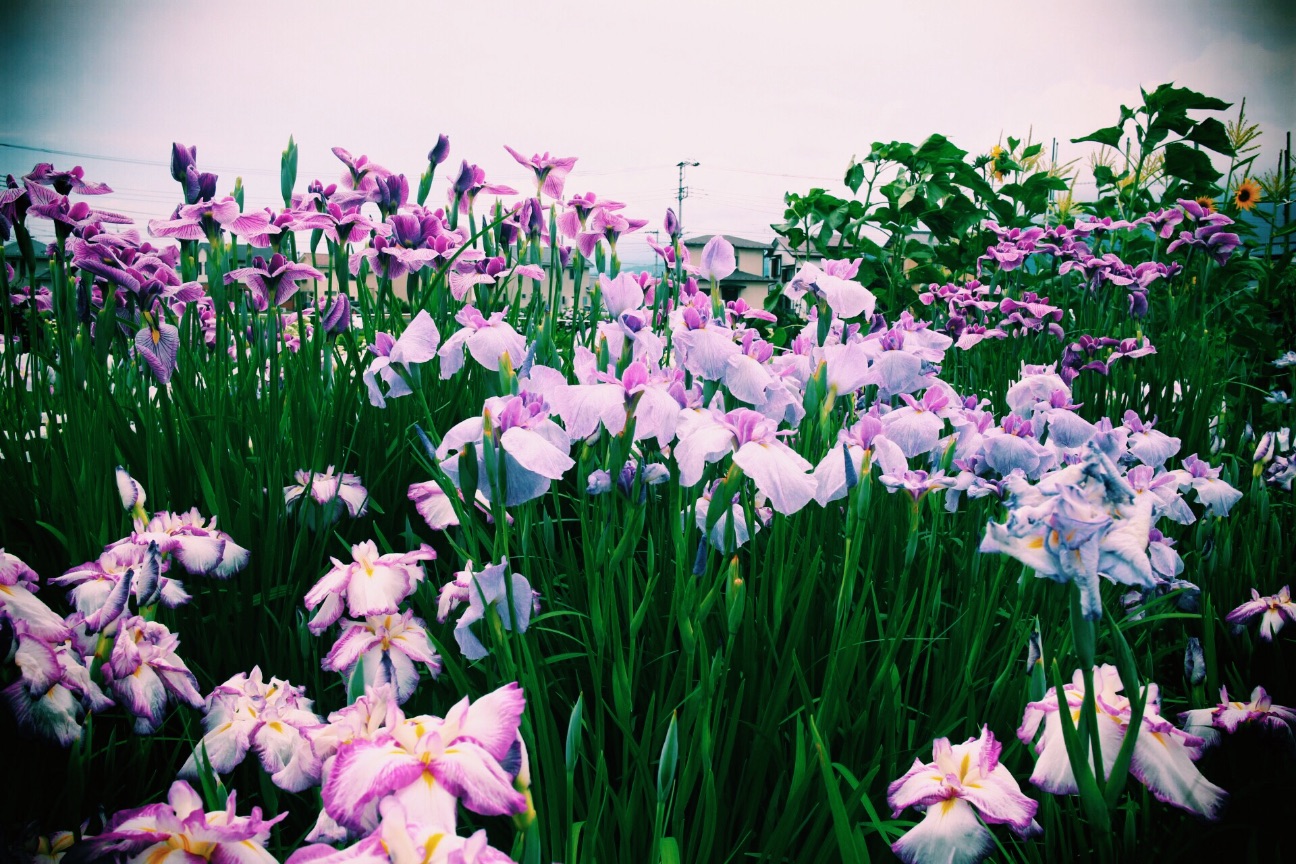 f:id:si_ku:20150608230855j:image f:id:si_ku:20150608230855j:image