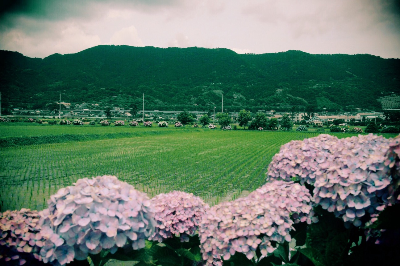 f:id:si_ku:20150608231030j:image f:id:si_ku:20150608231030j:image