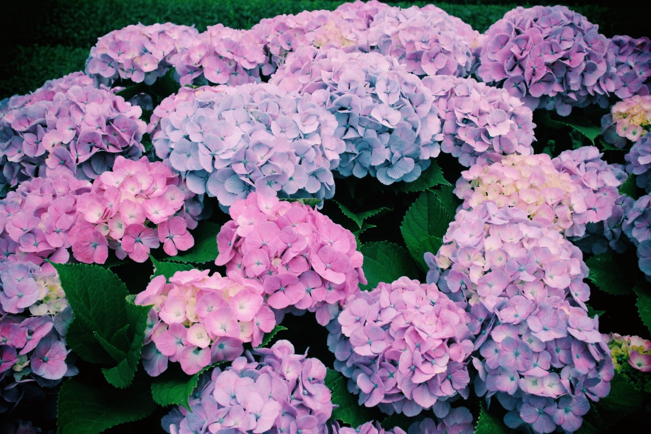 f:id:si_ku:20150608232034j:image f:id:si_ku:20150608232034j:image