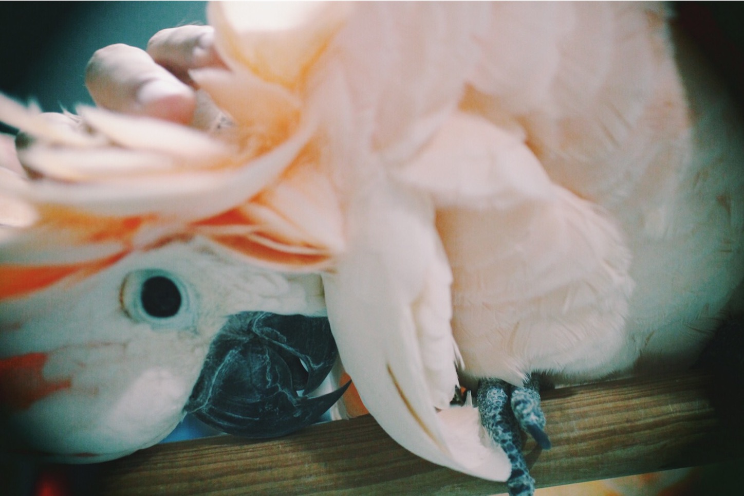 f:id:si_ku:20150803015757j:image f:id:si_ku:20150803015757j:image