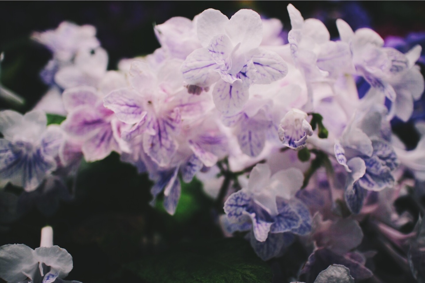 f:id:si_ku:20160513175508j:image f:id:si_ku:20160513175508j:image