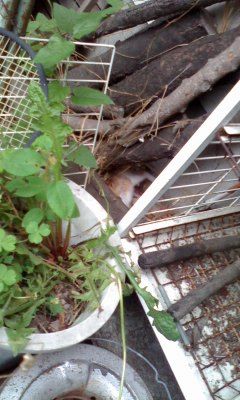 f:id:sibafu:20110531060511j:image