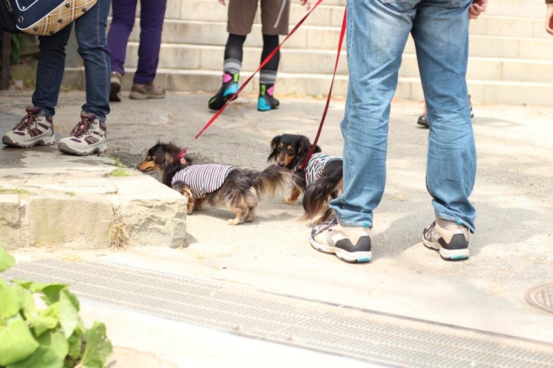 f:id:sibafu:20160611135627j:plain f:id:sibafu:20160611135627j:plain