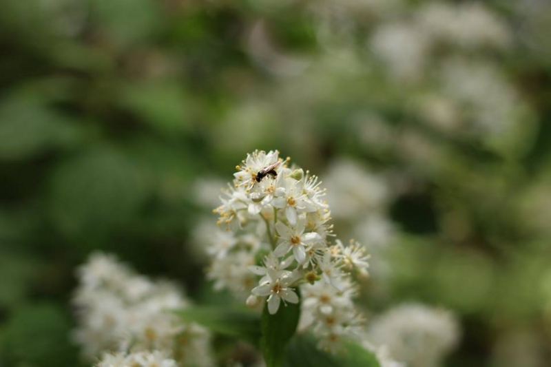 f:id:sibafu:20160611135632j:plain f:id:sibafu:20160611135632j:plain