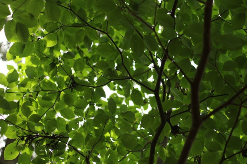 f:id:sibafu:20160611135634j:plain f:id:sibafu:20160611135634j:plain