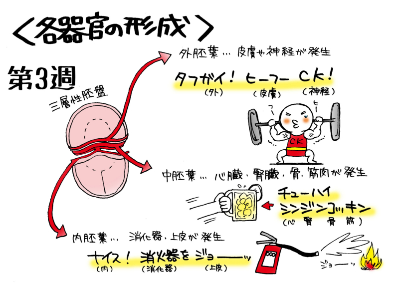 三層性胚盤の第3週・各器官の形成を紹介するイラスト