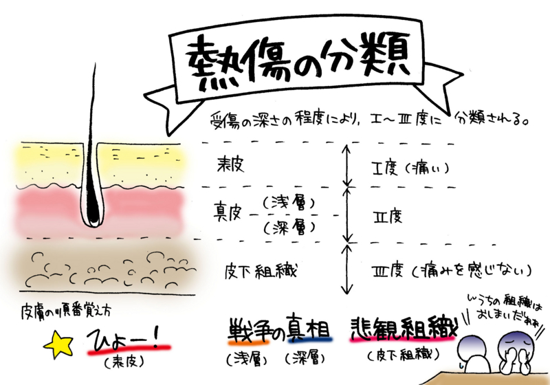 熱傷深度・熱傷の分類【皮膚の順番】の覚え方