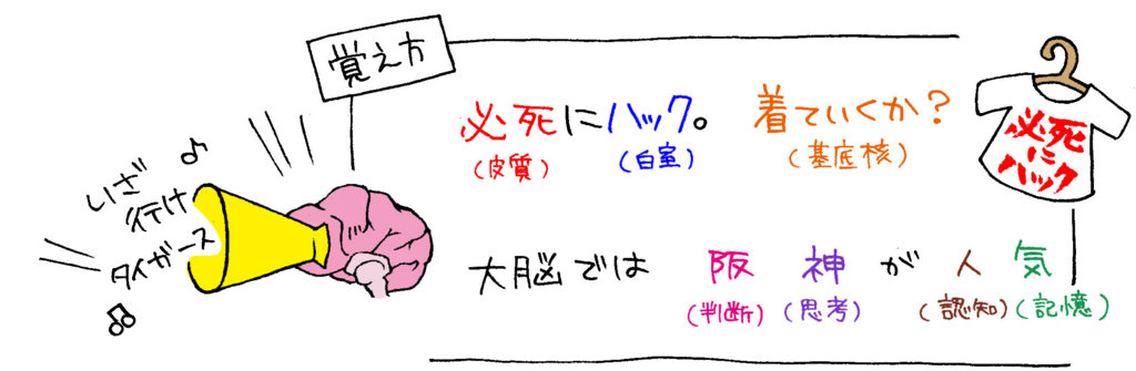 大脳の働きと基礎知識覚え方イラスト