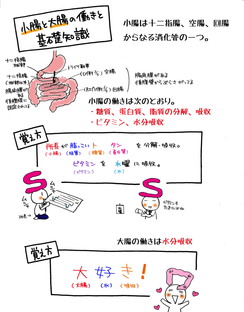 看護 消化酵素 覚え方 中学受験：理科のクセモノ消化器官…”基本の七五三”から始めろ！