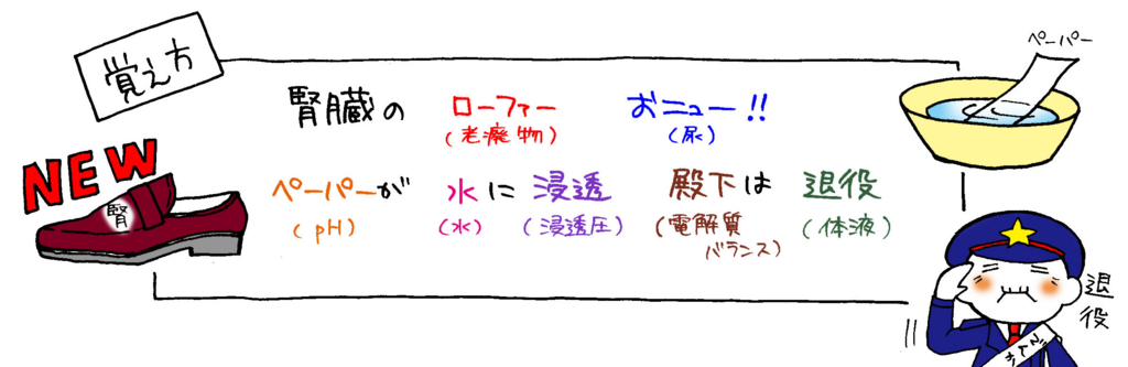 腎臓の働き基礎知識の覚え方イラスト