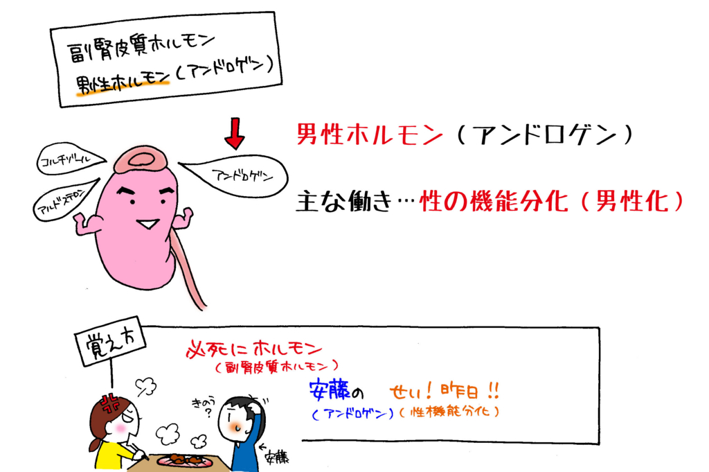 男性ホルモン（アンドロゲン）・副腎皮質ホルモンの種類解説イラスト