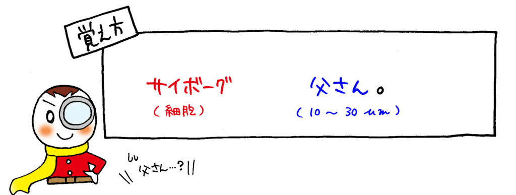 細胞の大きさ（直径）の覚え方イラスト