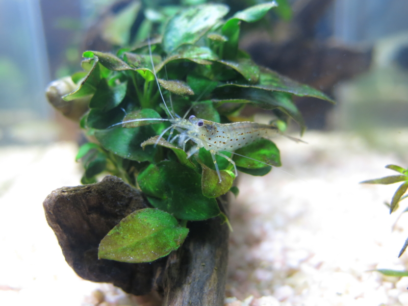 f:id:sid_aqua:20150829232804j:plain f:id:sid_aqua:20150829232804j:plain