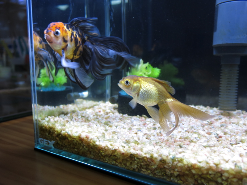 f:id:sid_aqua:20150901213812j:plain f:id:sid_aqua:20150901213812j:plain