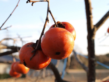 f:id:sifue:20081230145848j:image